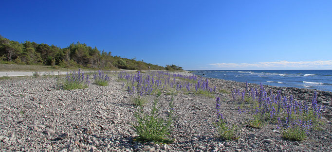 Steinstrand an der Küste von Eksta