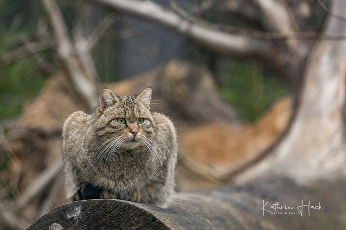 Europäische Wildkatze