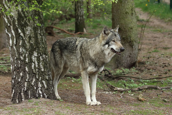 Europäischer Wolf (c)