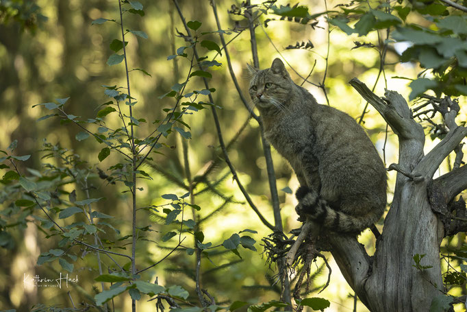 Europäische Wildkatze