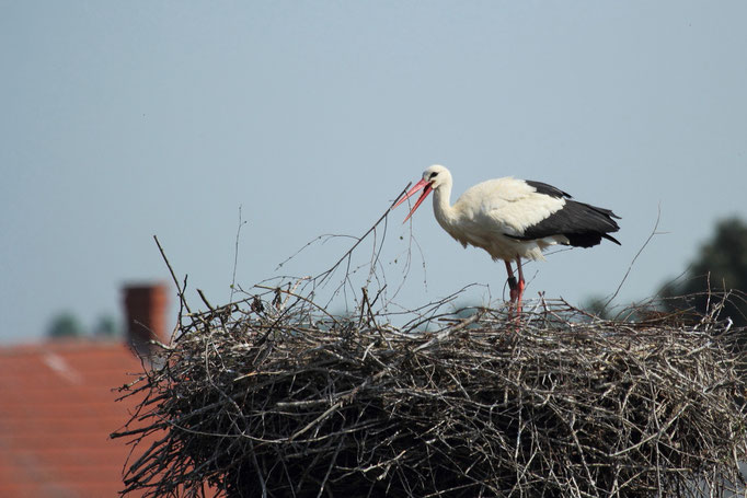 Weißstorch