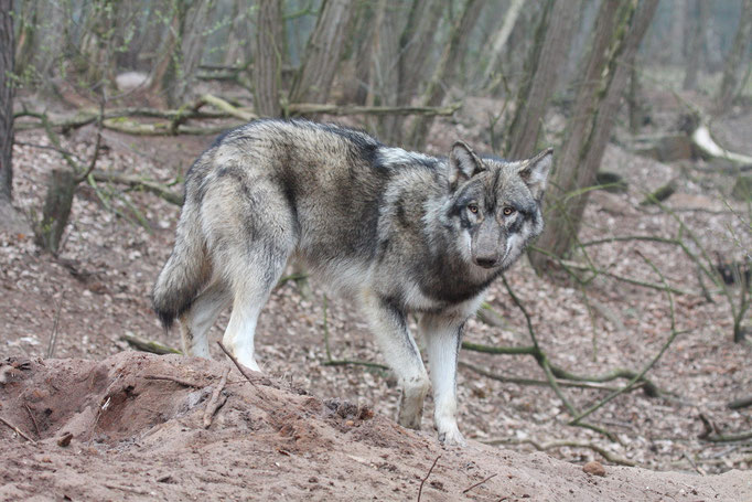 Europäischer Wolf (c)