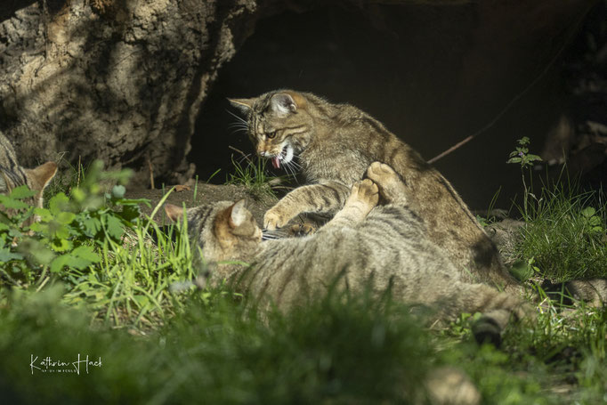 Europäische Wildkatze