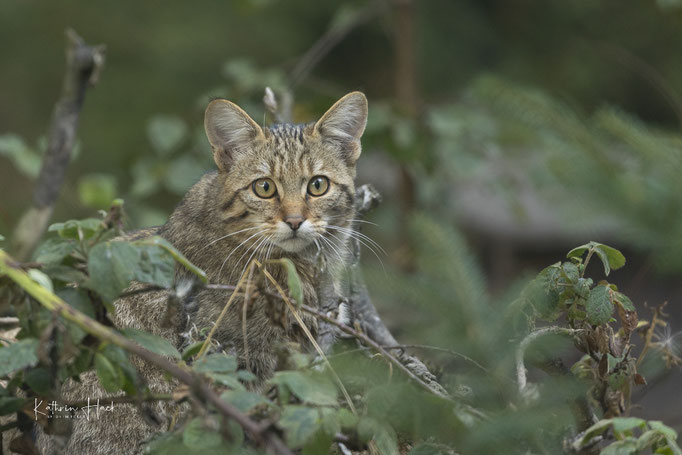 Europäische Wildkatze