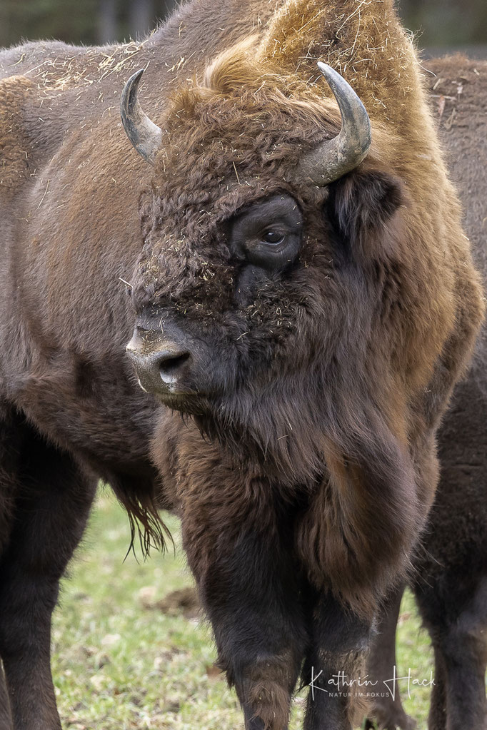 Wisent