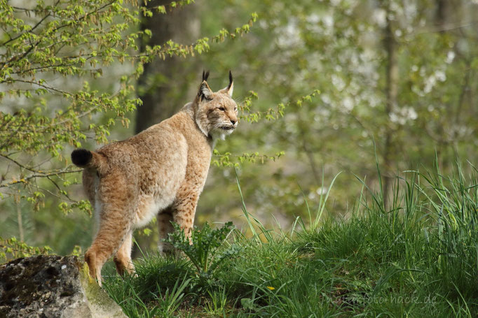 Luchs