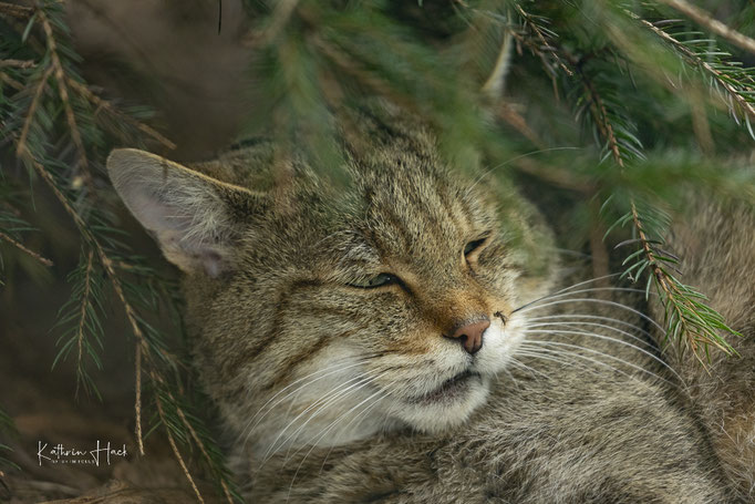 Europäische Wildkatze