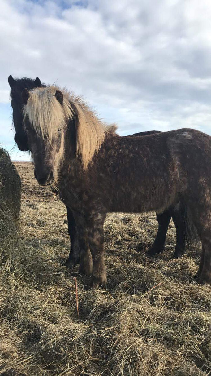 Draumur, unser Rappwindfarbener Hengst aus 2015 V: Þrumufleygur frá Álfhólum (8,27)