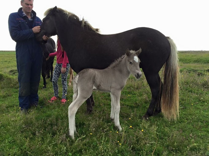 Draumur, unser Rappwindfarbener Hengst aus 2015 von Þrumufleygur frá Álfhólum (8,27)