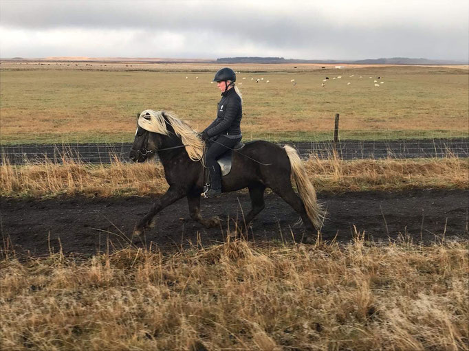 Draumur, Hengst, V: Þrumufleygur frá Álfhólum (8,27) nach 4 Wochen Training