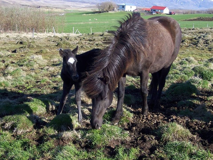 Náttstjarna (V: Snjall, M: Náttrún frá Sydra-Kolugili 7,76) sold