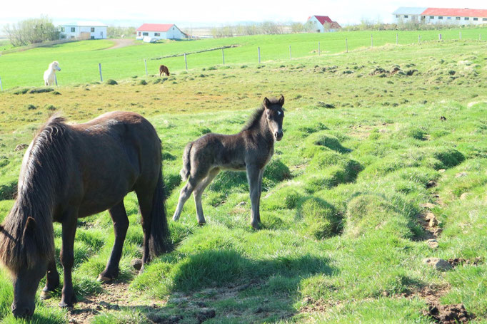 Kráka (V: Ölnir frá Akranesi (8,82) und Náttrún frá Sydra-Kolugili (7,76)