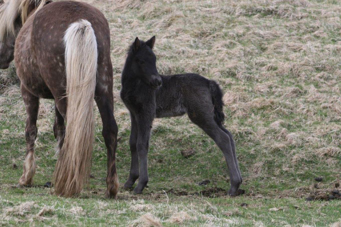 Svadi (V: Ölnir frá Akranesi (8,82) und Sól frá Holtsmula (V: Arion) BLUP 120