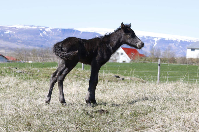 Kvistur* 2017 (V: Kvistur frá Skagaströnd (8,58), M: Náttrún (7,76) owner: G.Birnir, Iceland