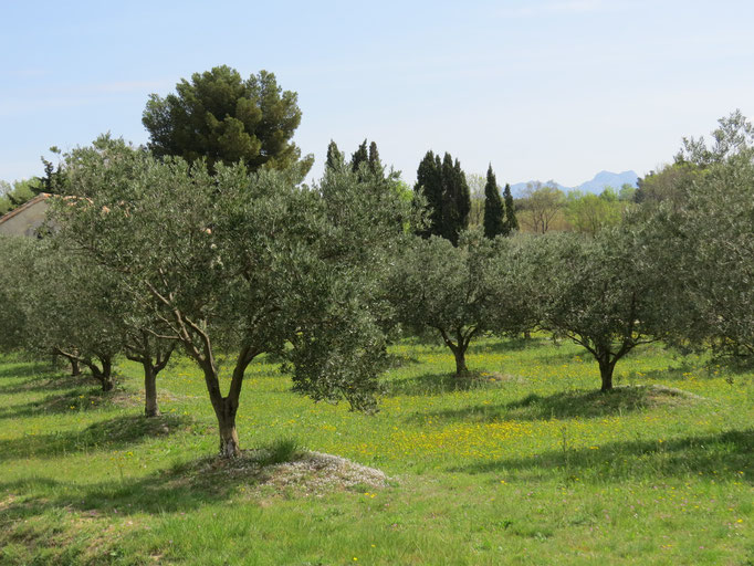 Olive trees in the Alplilles Mountains