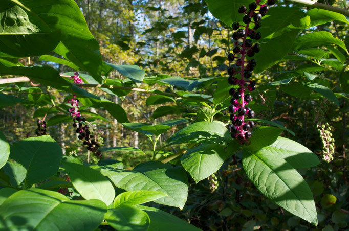 A raceme of berries on an American Pokeweed plant.