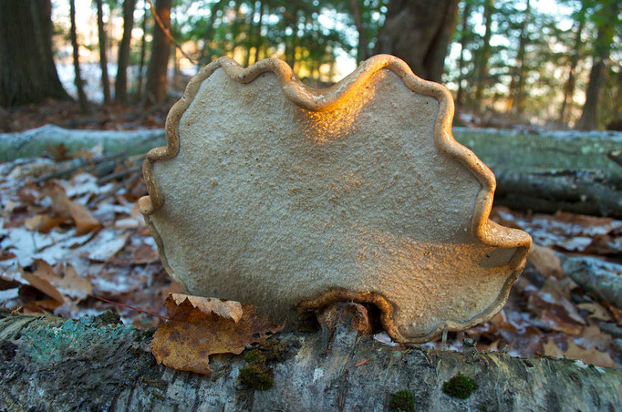 The underside of a Birch Polypore (Piptoporus betulinus). Note the rolled edge which is an identifying feature of this mushroom.