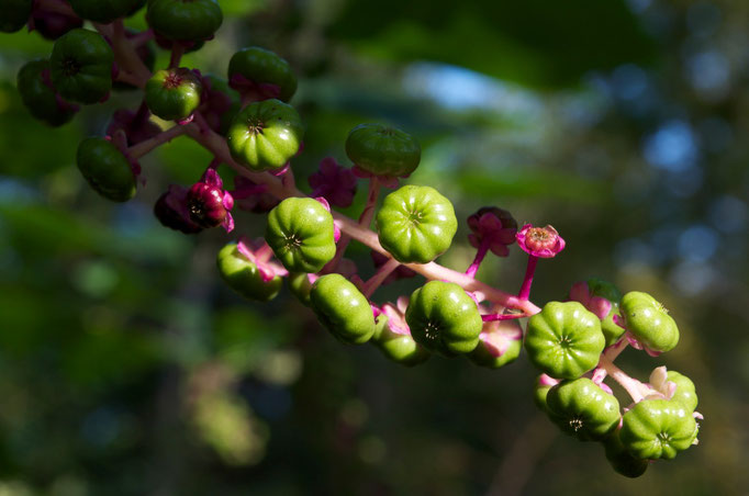 Young fruit of the American Pokeweed.