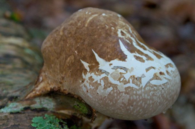 A young Birch Polypore (Piptoporus betulinus) mushroom growing on a fallen yellow birch branch.