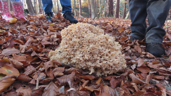mächtige Krause Glucke