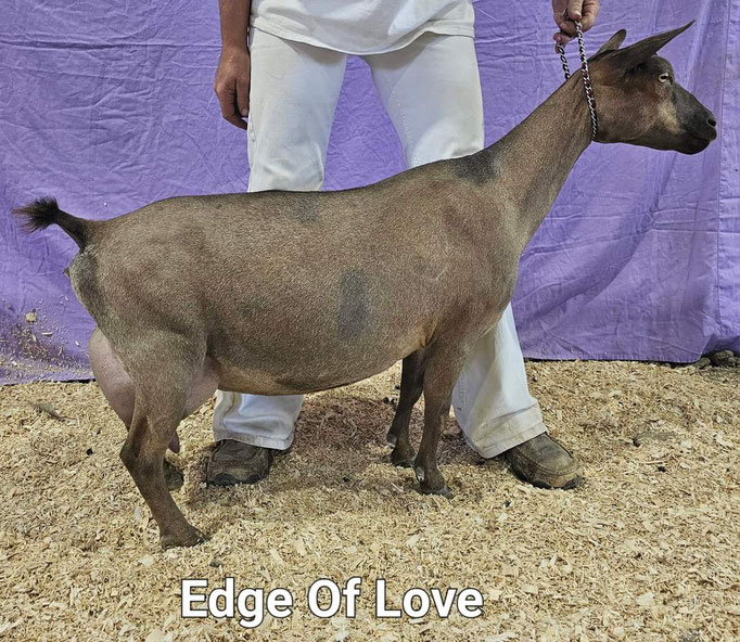 Littermate Sister: HEAVEN'S HOLLOW EDGE OF LOVE     Photo Credit to Heaven's Hollow