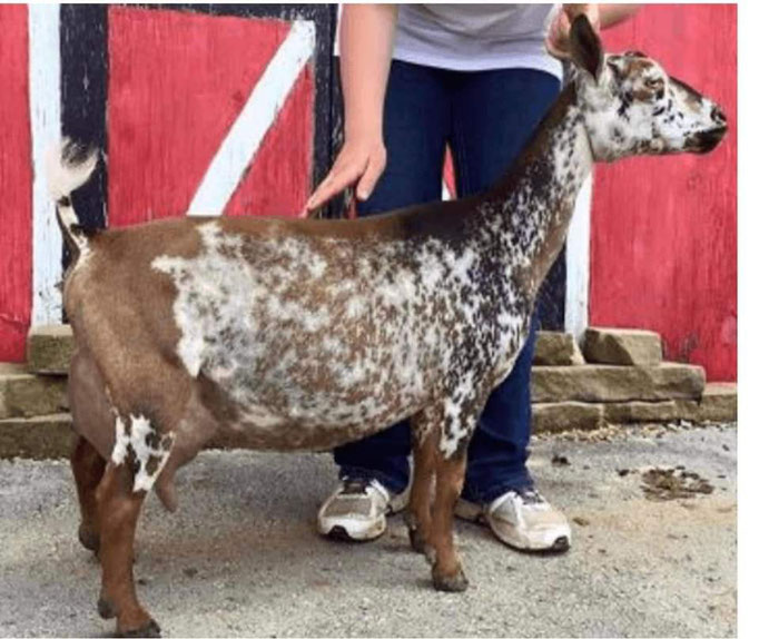 Sire's Dam: GCH WOOD BRIDGE TOO PRACTICALMAGIC Photo Credit to Agape's Prize