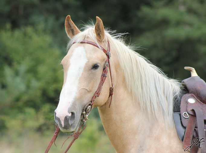 Quarter Horse Stute Blondi