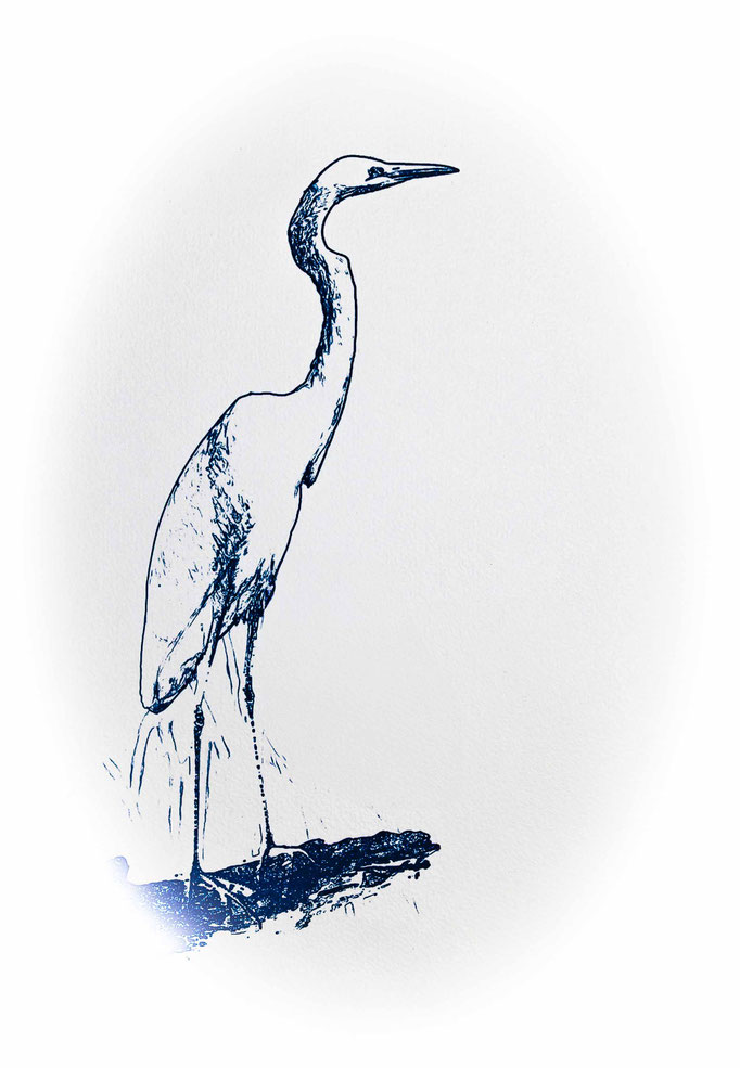Grande aigrette