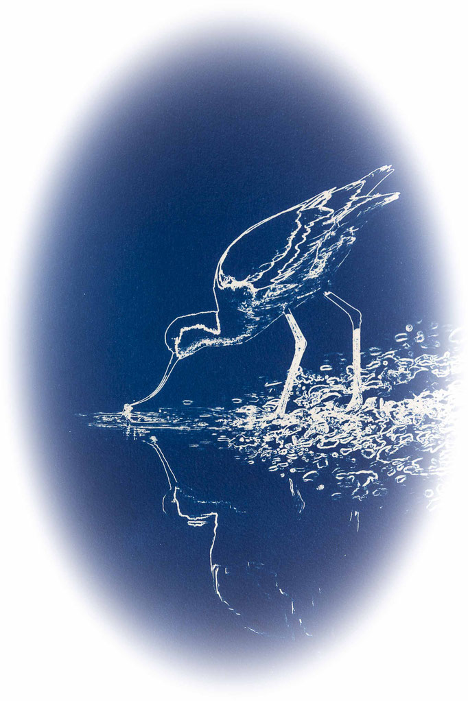 Avocette