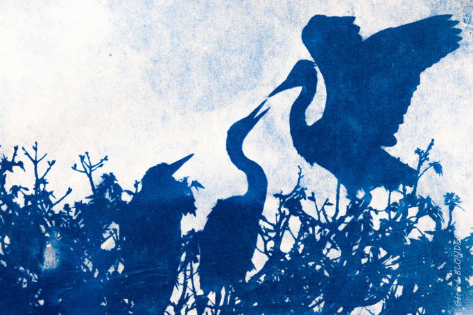 D'après calotype