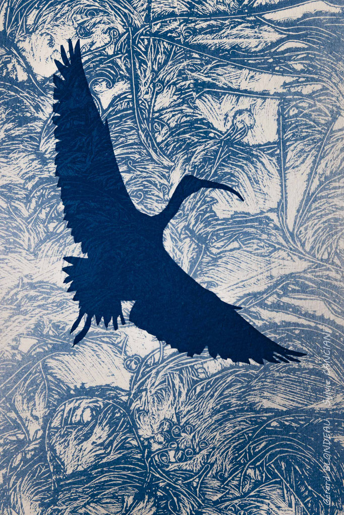Ibis falcinelle