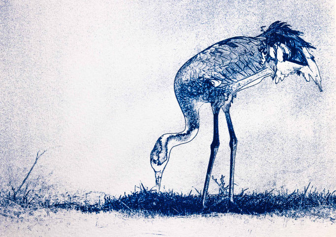 Grue cendrée