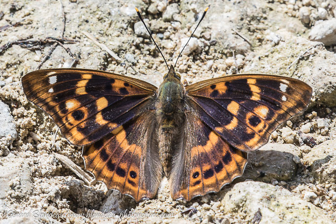 Petit mars changeant (Apatura ilia)