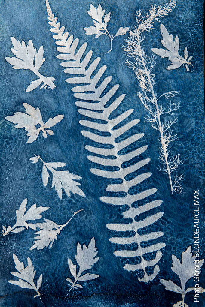 Polypode