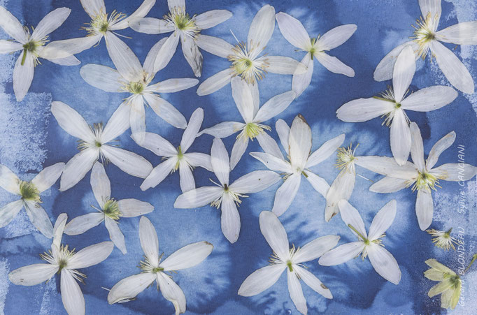 Clematite Armandi