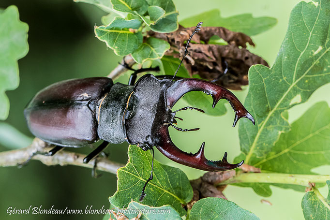 Lucane cerf volant mâle (Lucanus cervus)