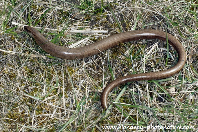 Orvet (Anguis fragilis) lézard dont la queue se brise facilement