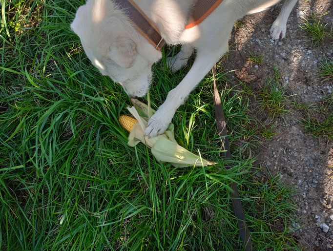 Stella liebt Sie auch