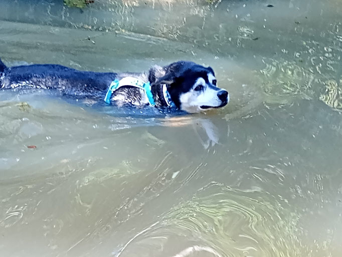 Schwimmen