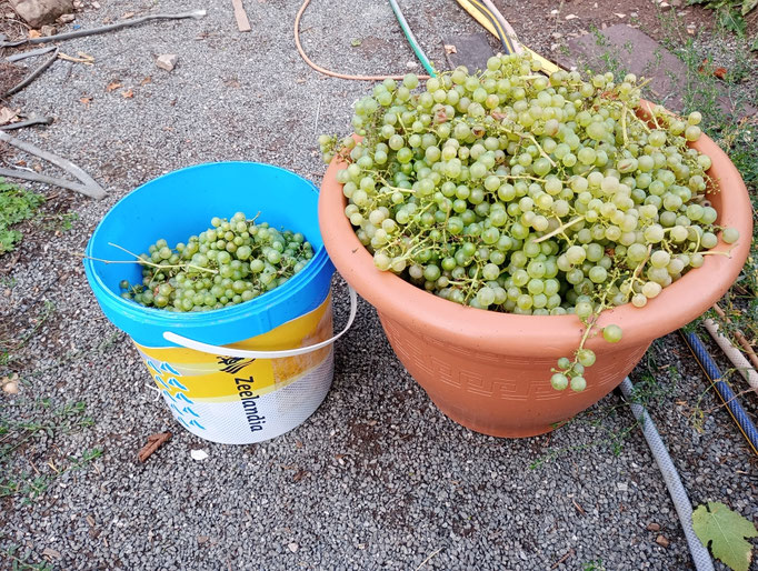 Waren dieses Jahr ganz schön viele, lecker Weintrauben marmelde