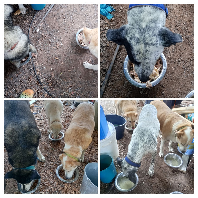 Gekochtes Hähnchen, feines Abendessen