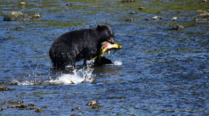 Ein Bär mit einem Lachs im Maul am Fluss auf Kake auf Kupreanof Island in Alaska