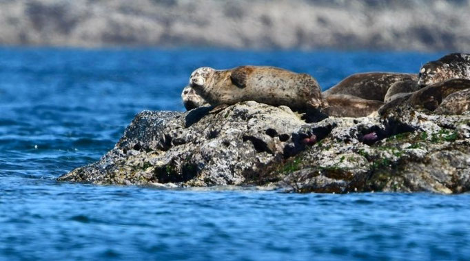 Robben auf einem Fels in Ketchikan in Alaska
