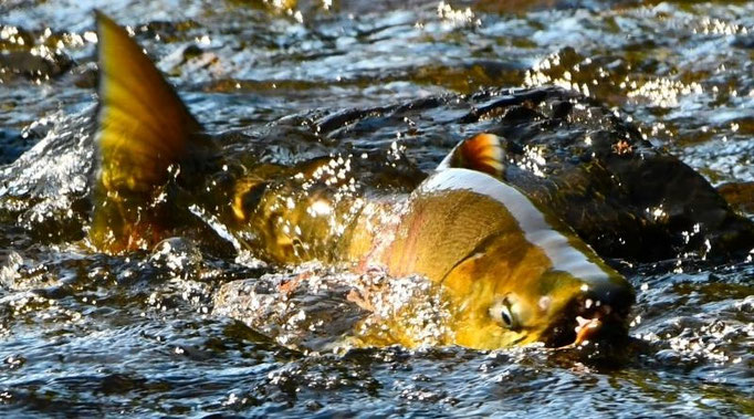 Ein großer goldener Lachs im Fluss auf Kake auf Kupreanof Island in Alaska