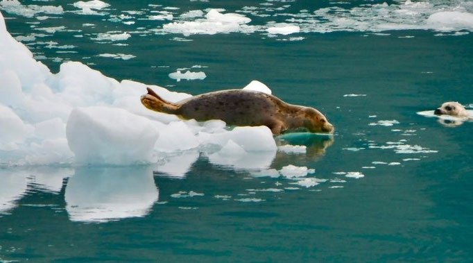 Eine Robbe in der Icy Bay in Alaska