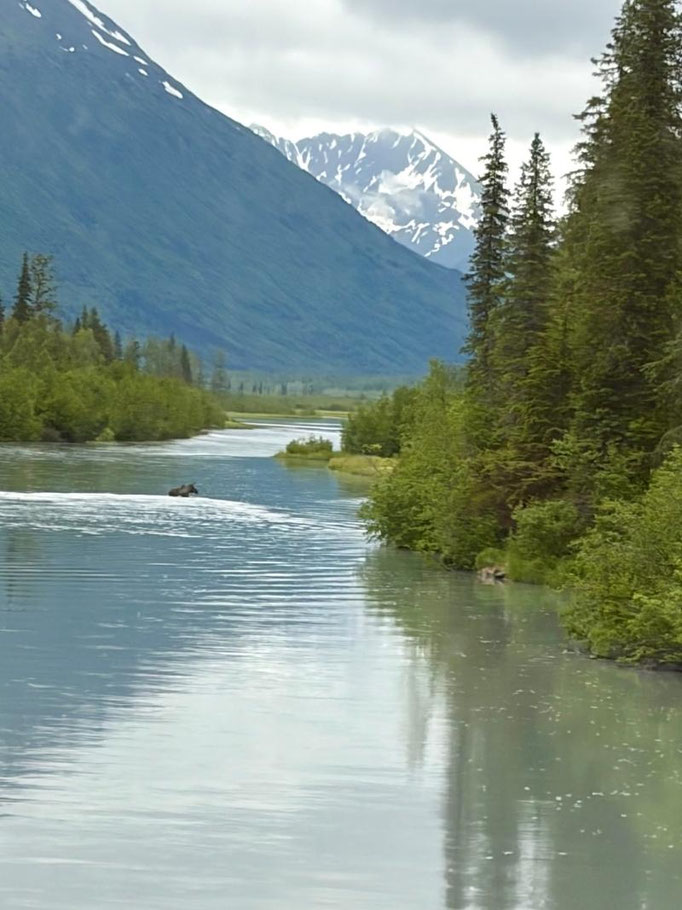 Zwei Elche im Wasser in Anchorage