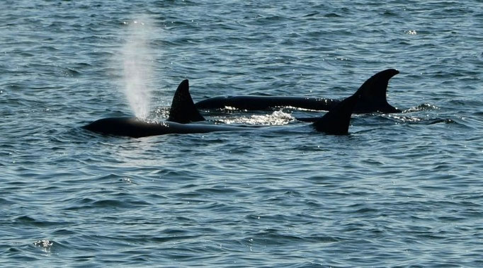 Orca Wale im Meer auf Kake auf Kupreanof Island in Alaska
