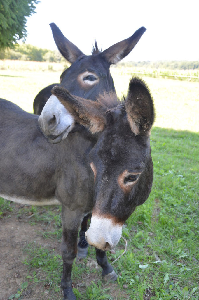 Pépette et Boris