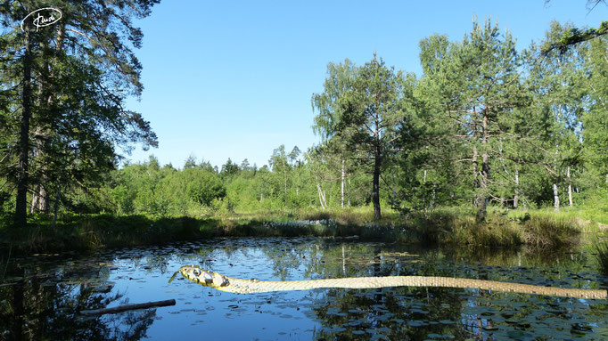 Riesenschlange im Birkensee