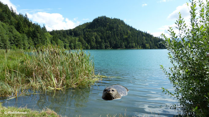 Seehund besucht Bergsee